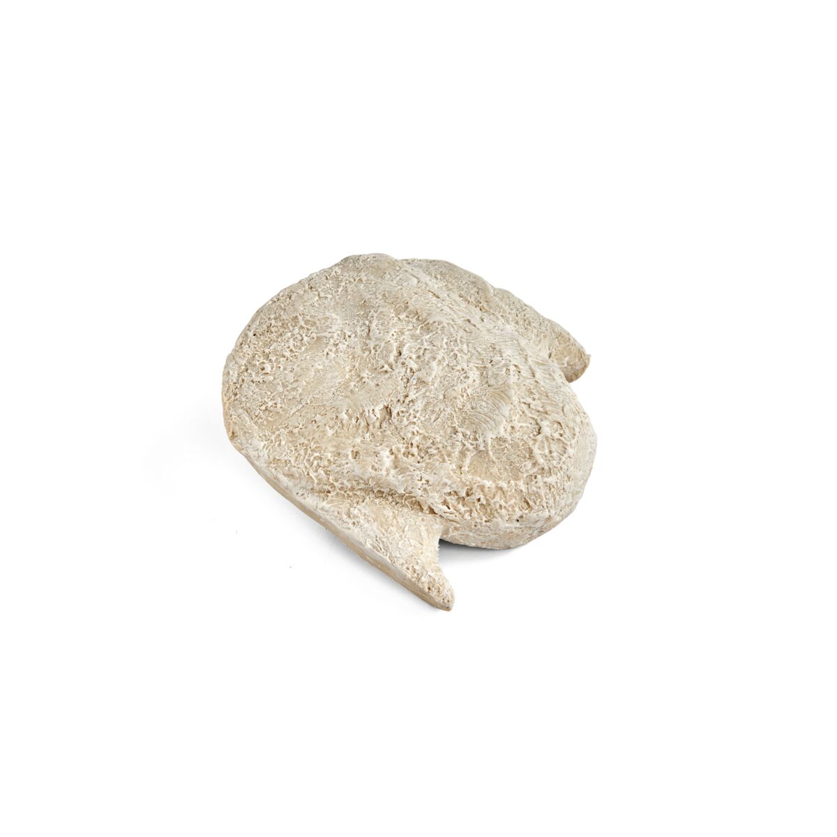 Southdown Model Tail for Ewe Dystocia Simulator 1025614