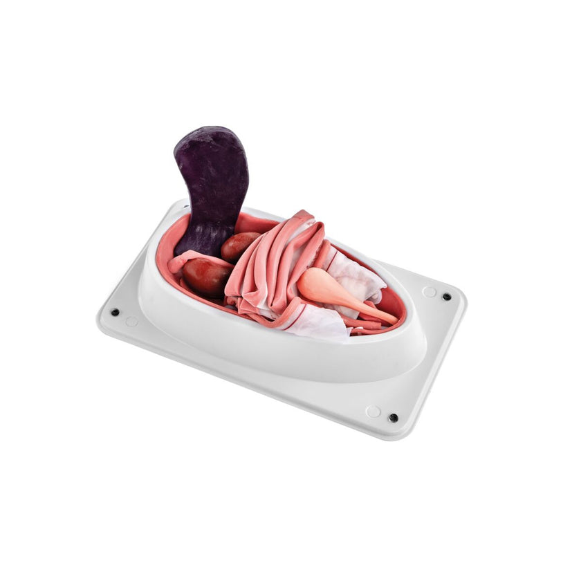 Canine Spay Simulator 1025627