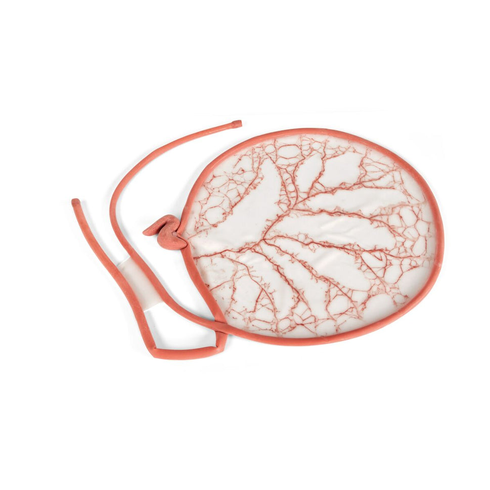 Canine GI Tract Replacement