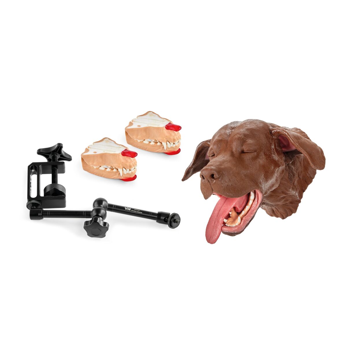 Canine Dental Surgical Model/Package
