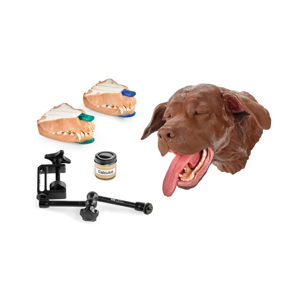 Canine Dental Technician Model/Package