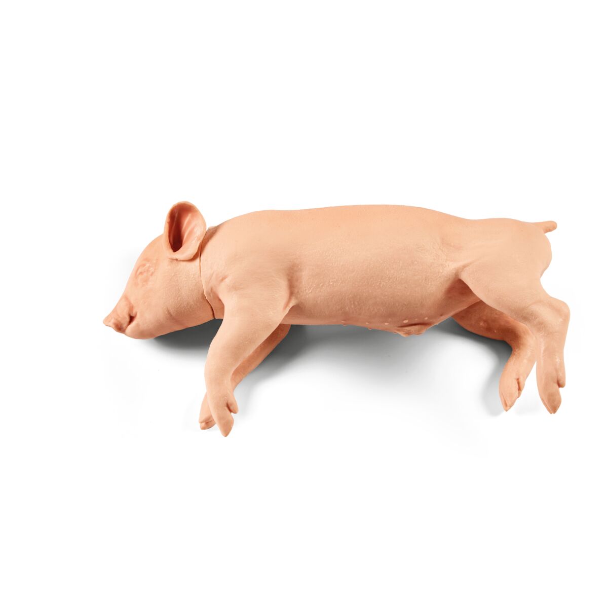 Captive Bolt Gun Non-Penetrating Training Model Medium Piglet