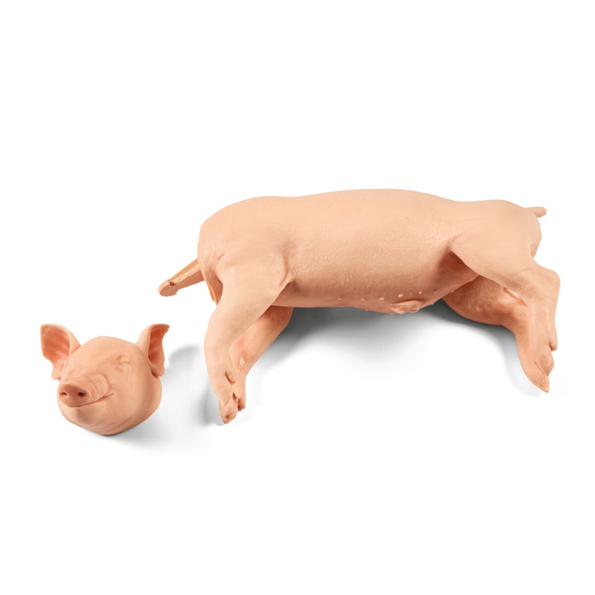 Captive Bolt Gun Non-Penetrating Training Model Medium Piglet Head Removed