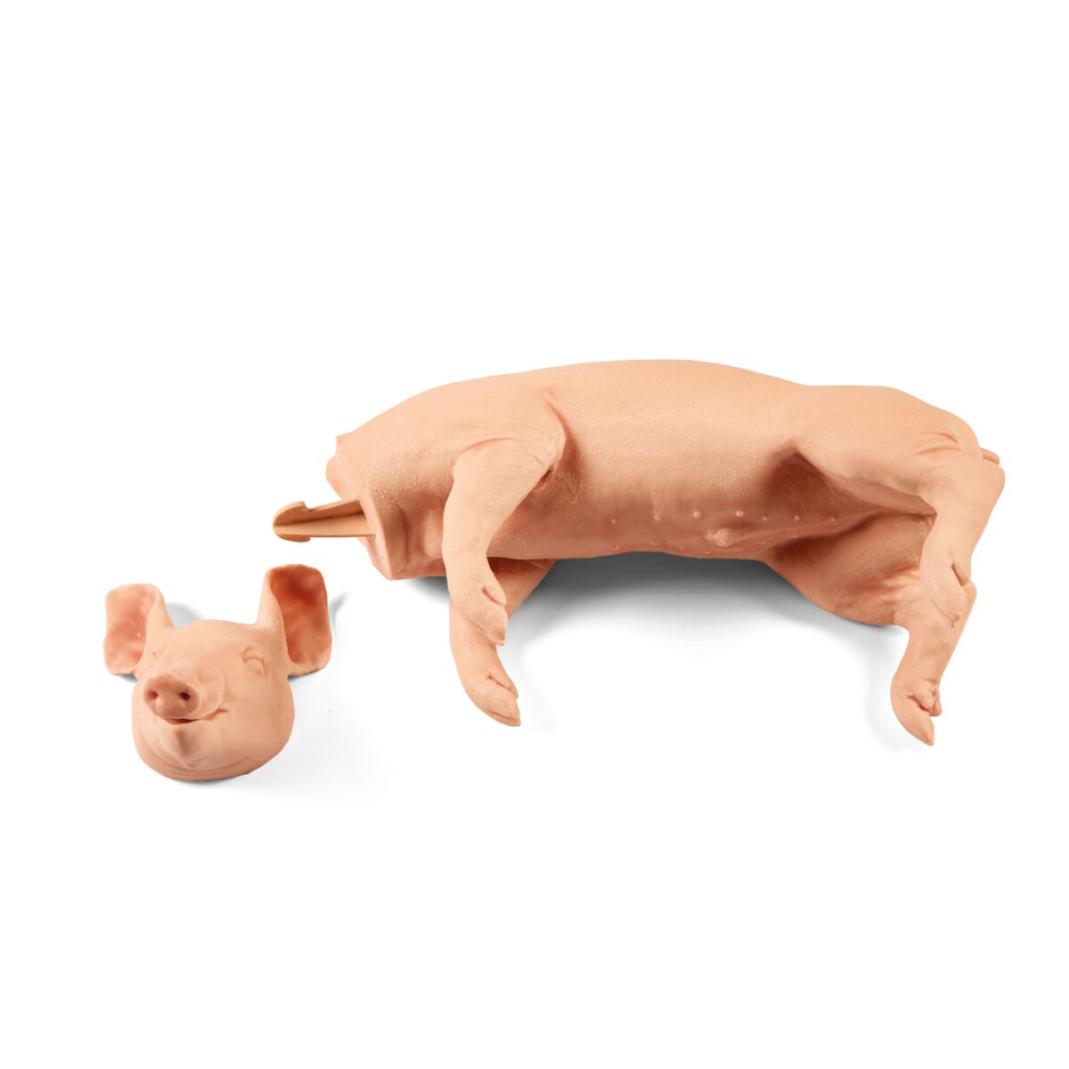 Captive Bolt Gun Non-Penetrating Training Model Large Piglet Head Removed