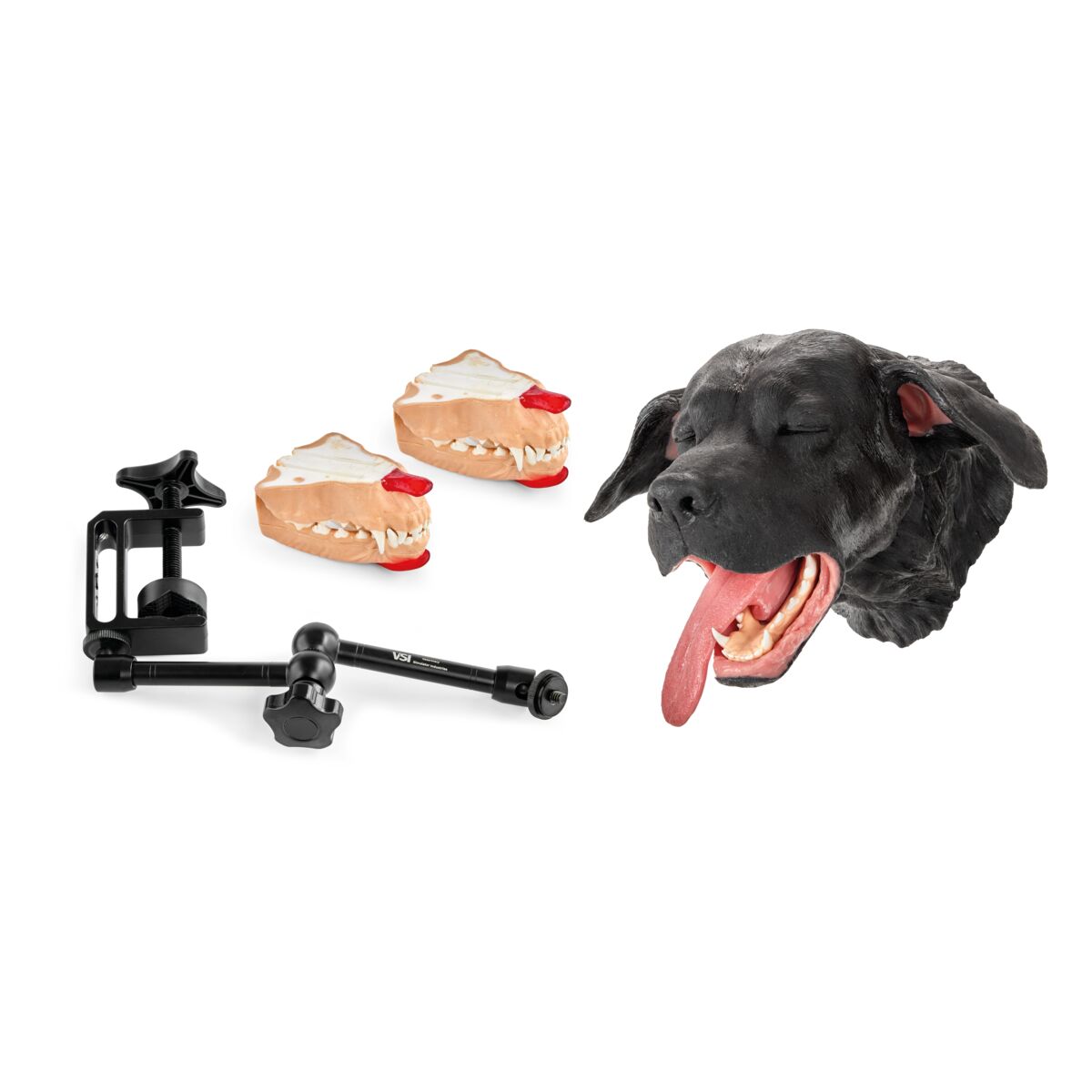 Canine Dental Surgical Model/Package