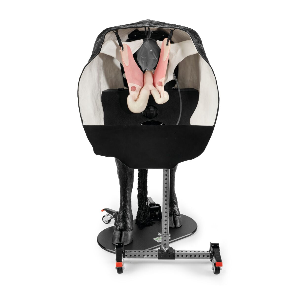 1026384 Hereford-Advanced-Bovine-Theriogenology-Model-Black Image 1