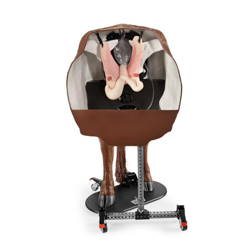 Hereford Advanced Bovine Theriogenology Model