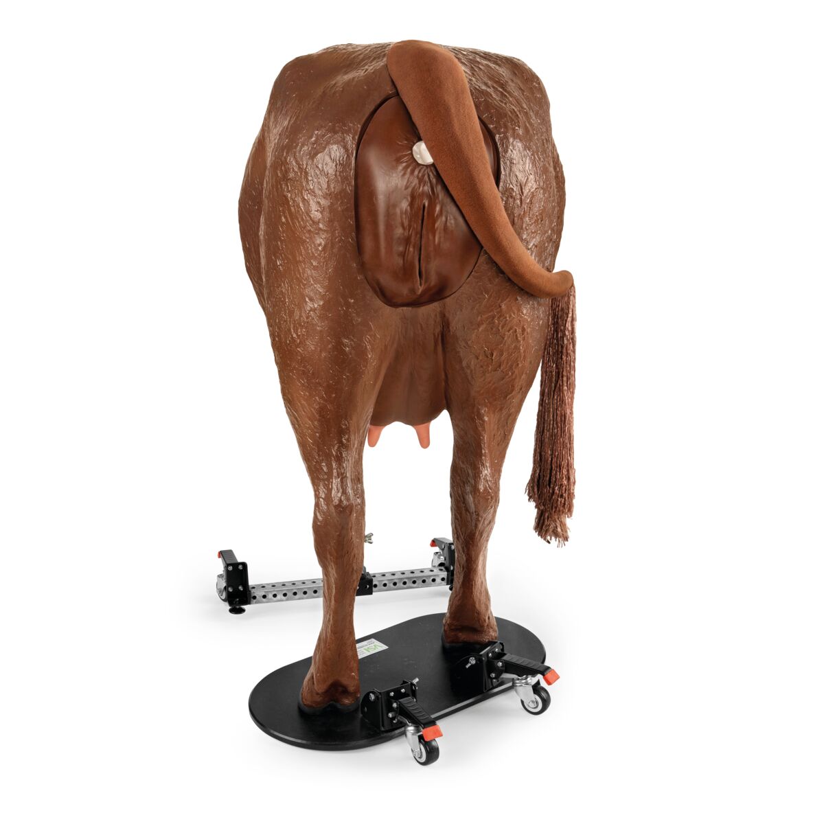 1026388 Hereford-Advanced-Bovine-Theriogenology-Model-Brown Image 2