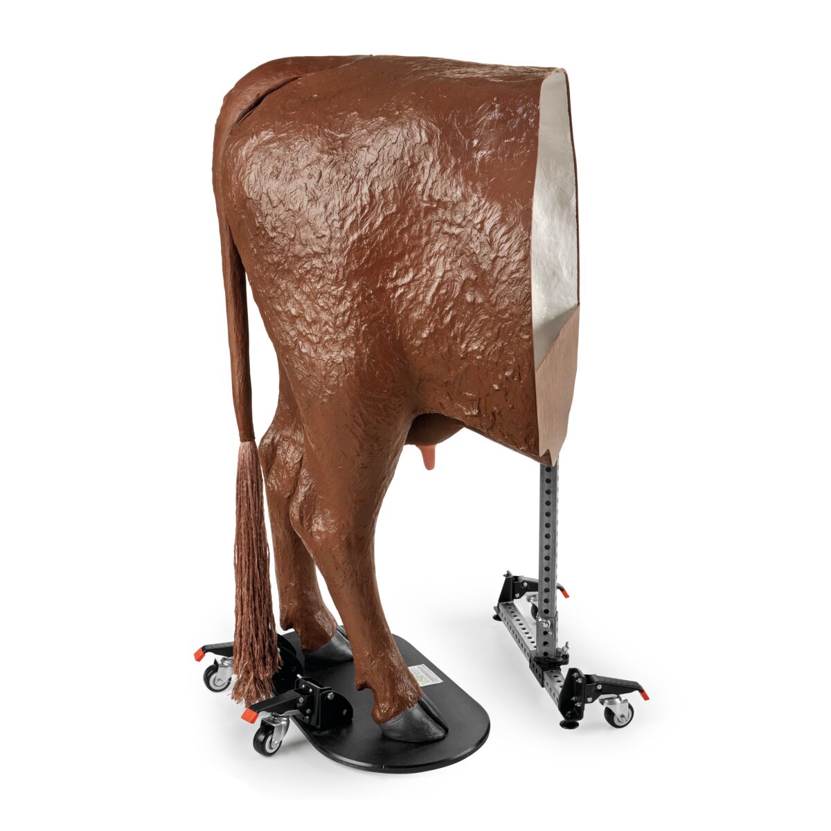 1026388 Hereford-Advanced-Bovine-Theriogenology-Model-Brown Image 3