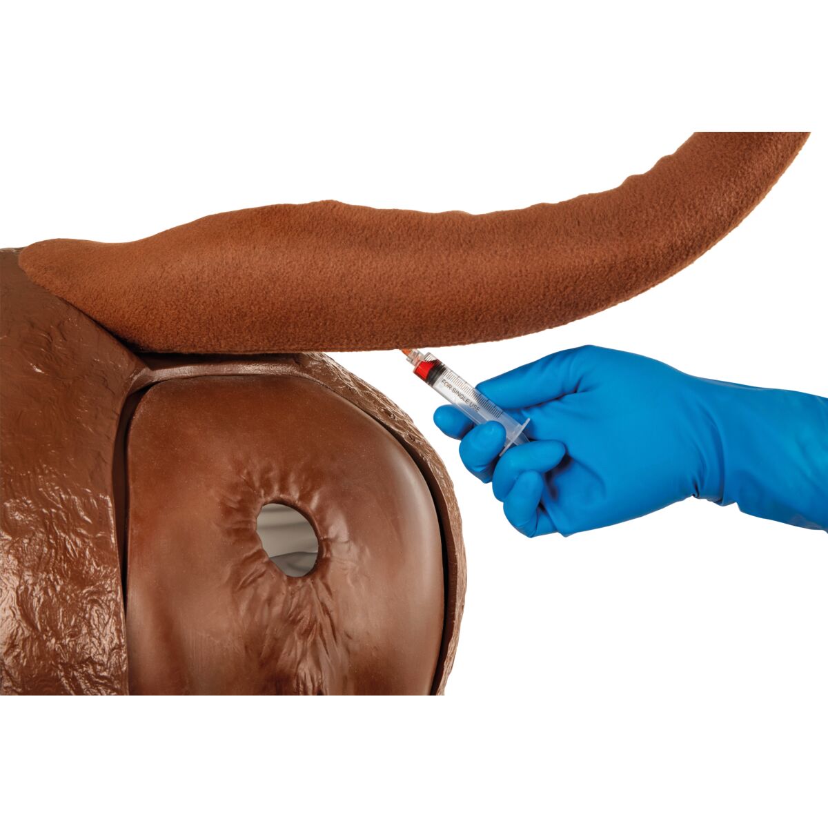 Hereford Advanced Bovine Theriogenology Model