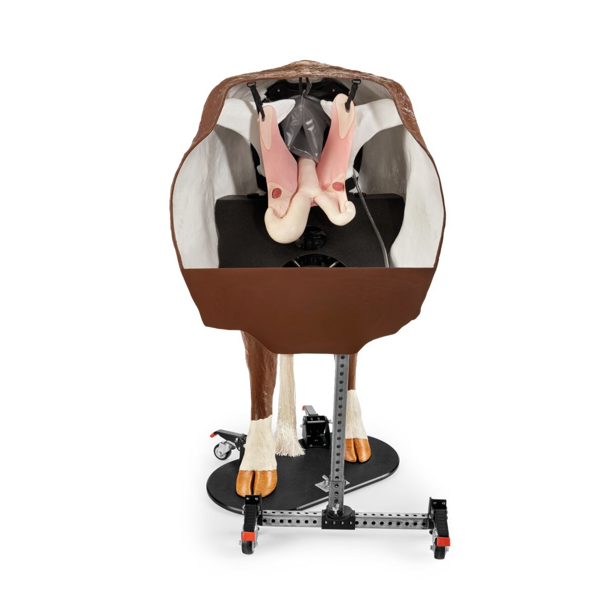 1026389 Hereford-Advanced-Bovine-Theriogenology-Model-Brown-White Image 1