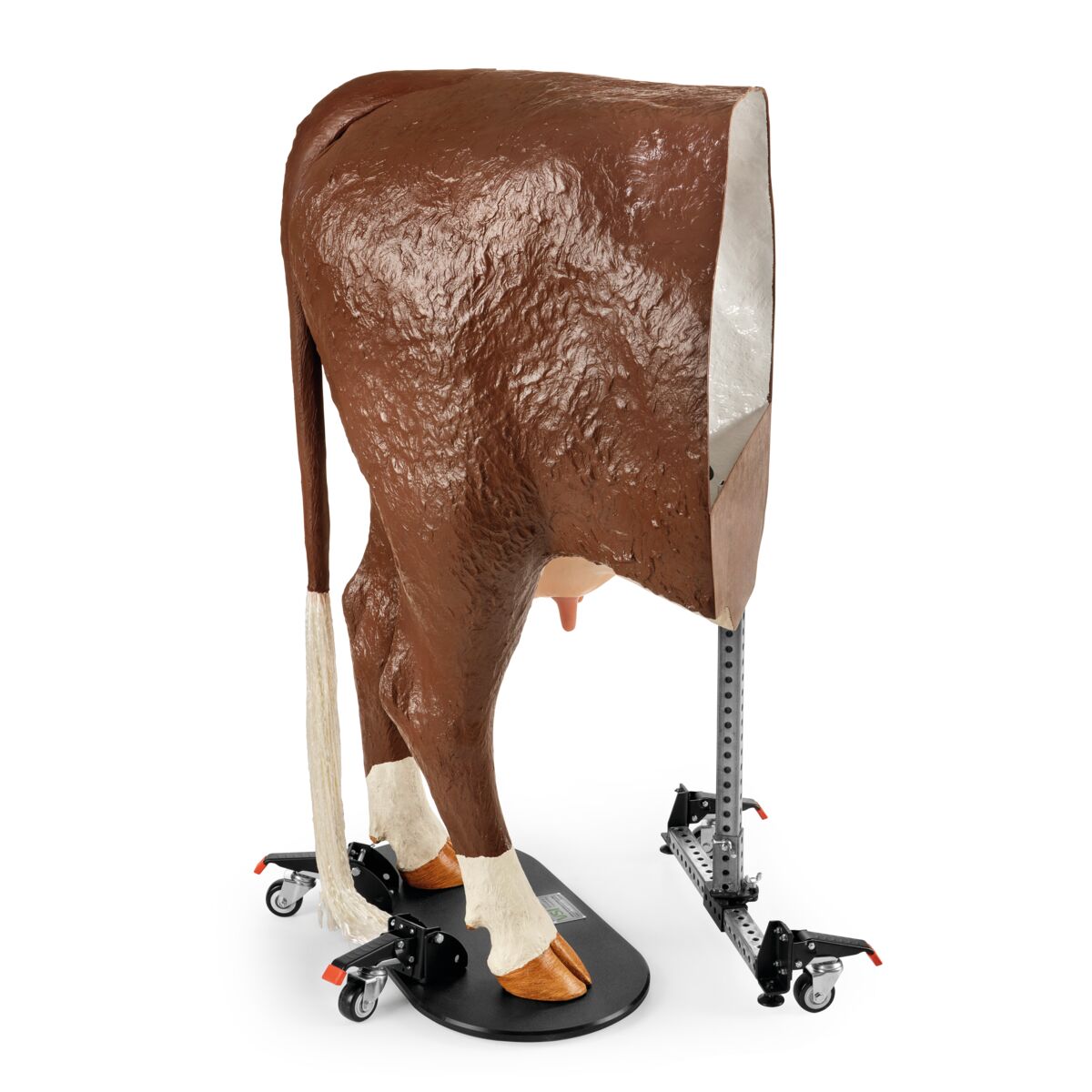 1026389 Hereford-Advanced-Bovine-Theriogenology-Model-Brown-White Image 3