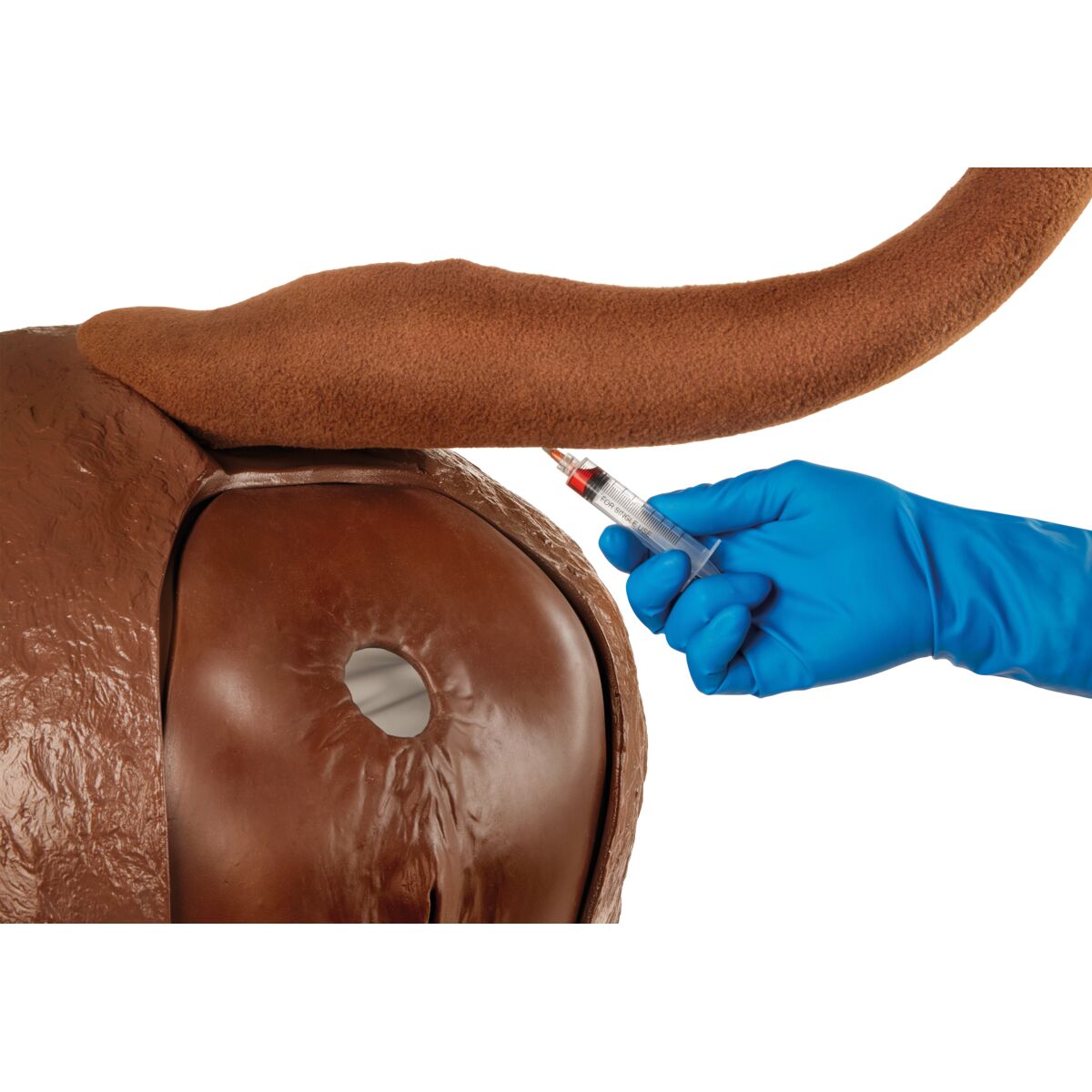 1026389 Hereford-Advanced-Bovine-Theriogenology-Model-Brown-White Image 4