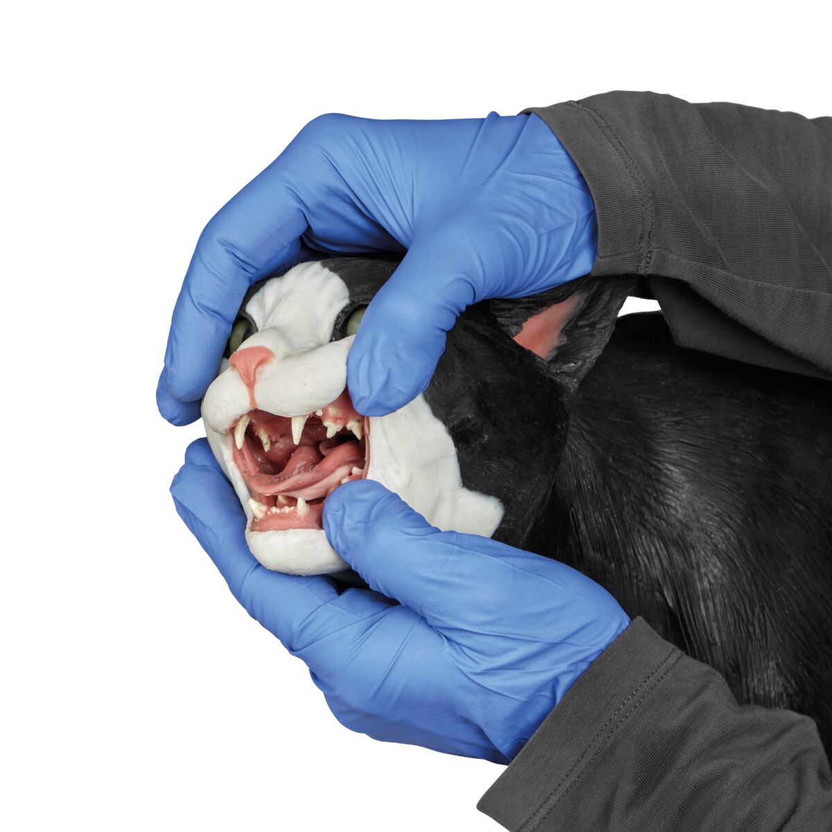 1026500 Feline Tech Simulator Teeth