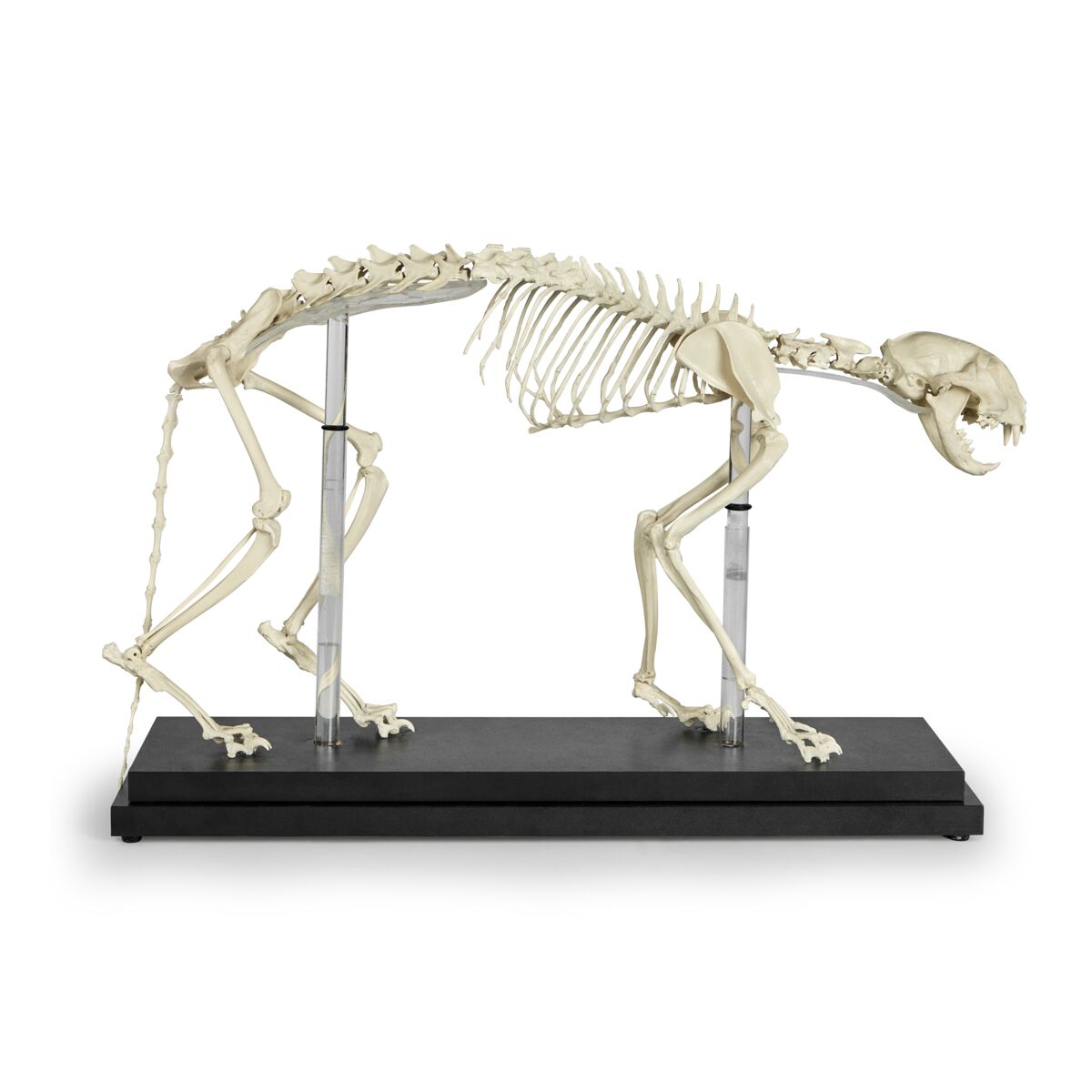 Feline Skeleton Model