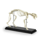 Switch Feline Skeleton with Stand 1026501 2 2 image