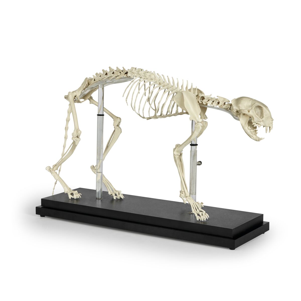 Feline Skeleton with Stand 1026501 2