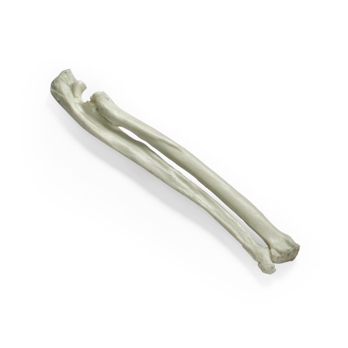 Feline Radius Bone for Feline Tech Simulator