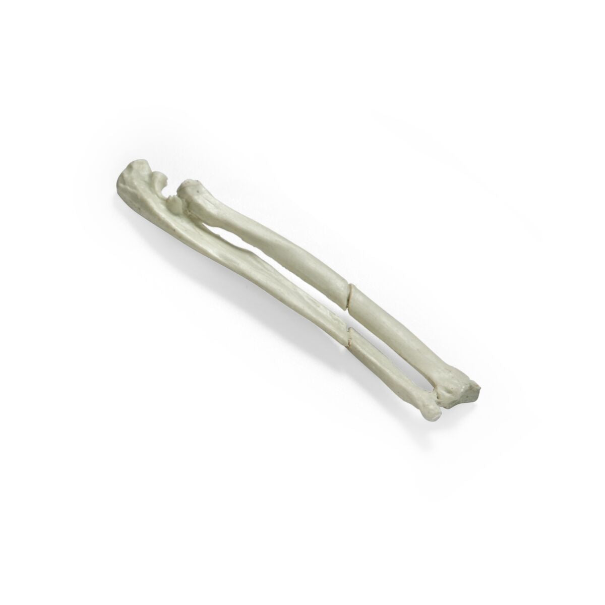 1026510 Feline-Radius-Bone-with-Oblique-Break