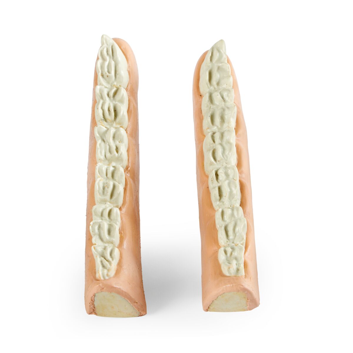 Equine Shear Mouth Jaw Set