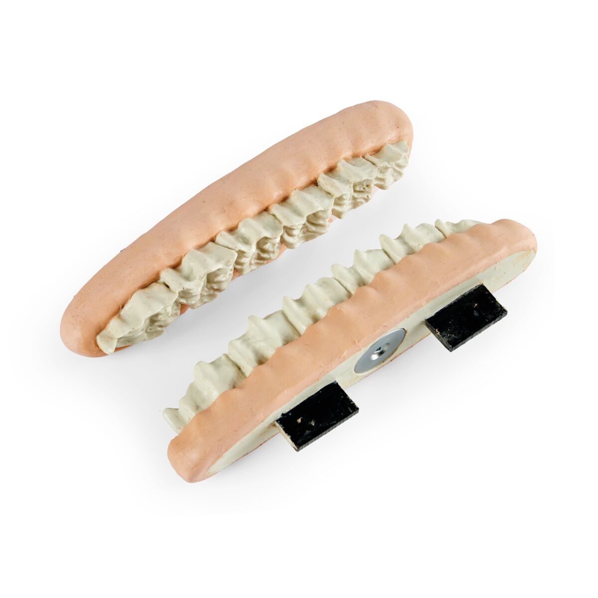 Equine Shear Mouth Maxilla 1026527 3