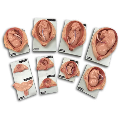 Foetal Development Model Set (8 part)