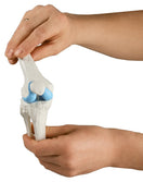 Switch Healthy Knee Model 2 image