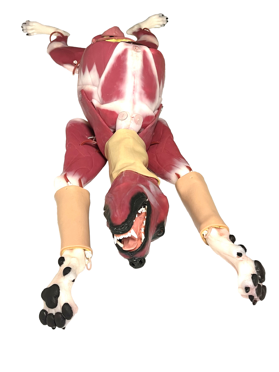 Hybrid Surgical Canine Simulator