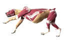 Switch Lateral Aspect of the Hybrid Surgical Canine Simulator 2 image