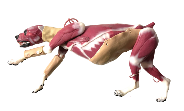 Lateral Aspect of the Hybrid Surgical Canine Simulator