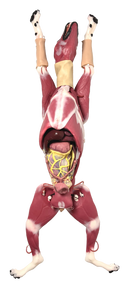 Switch Hybrid Surgical Canine Simulator 3 image
