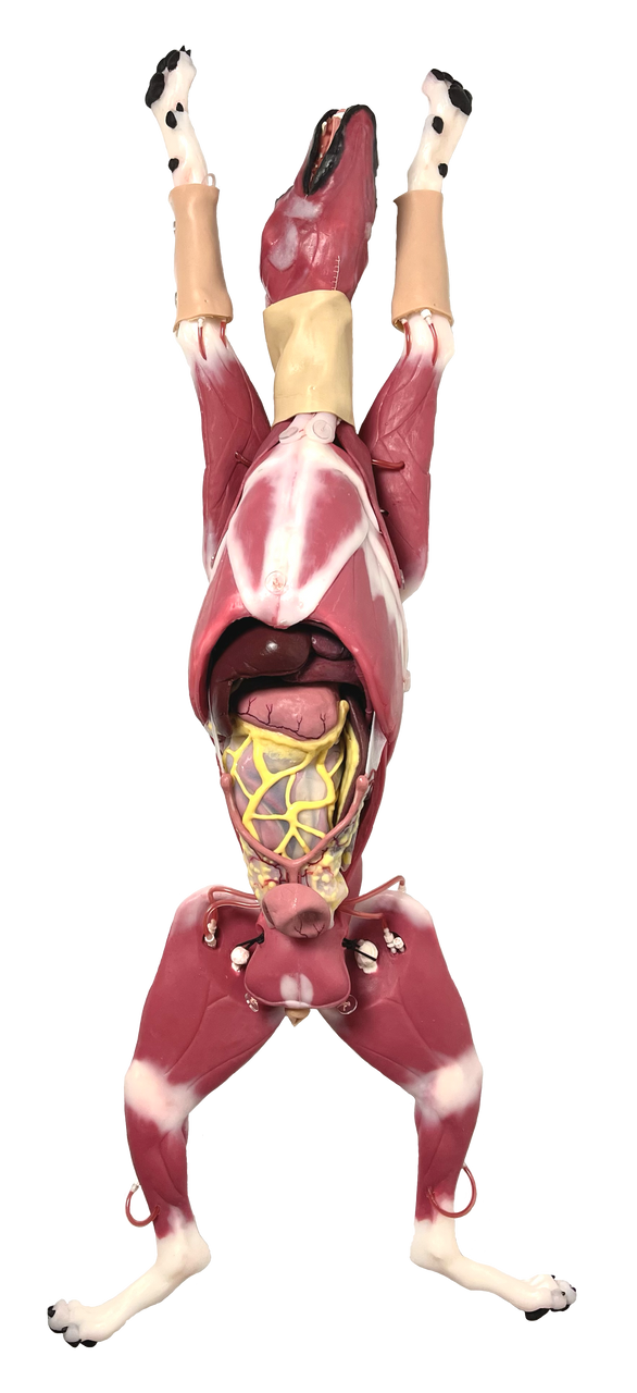 Hybrid Surgical Canine Simulator