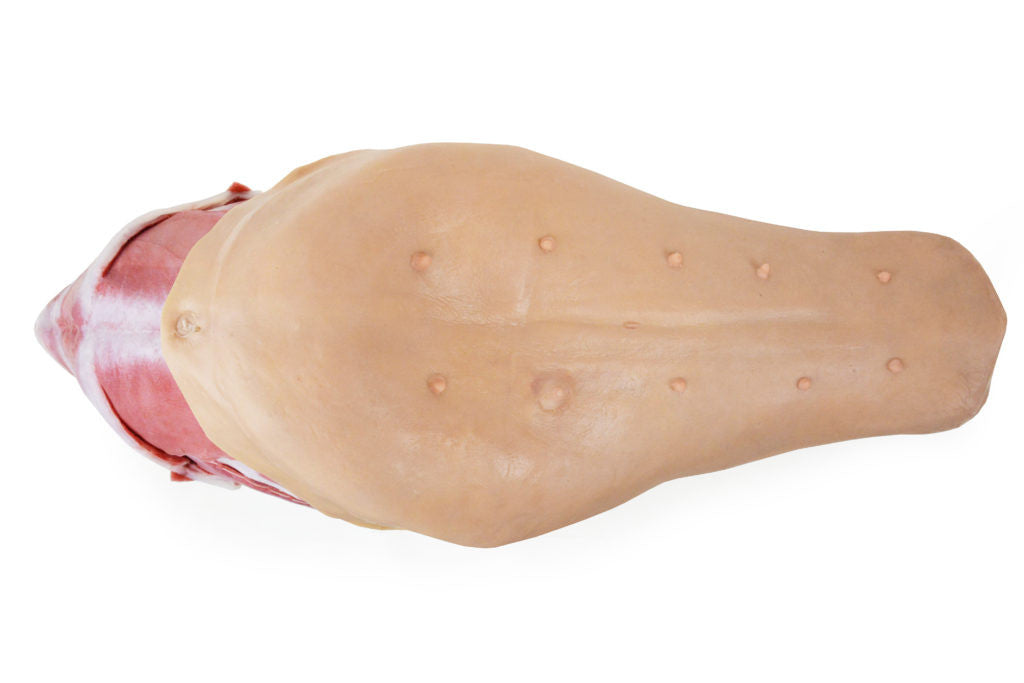 Canine Abdominal Surgical Trainer