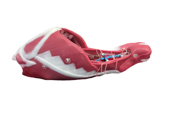 Canine Abdominal Surgical Trainer