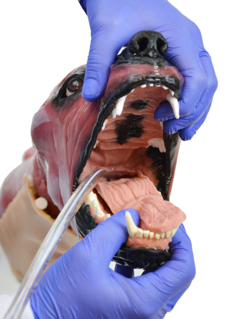 Canine "SynTissue" Airway Trainer