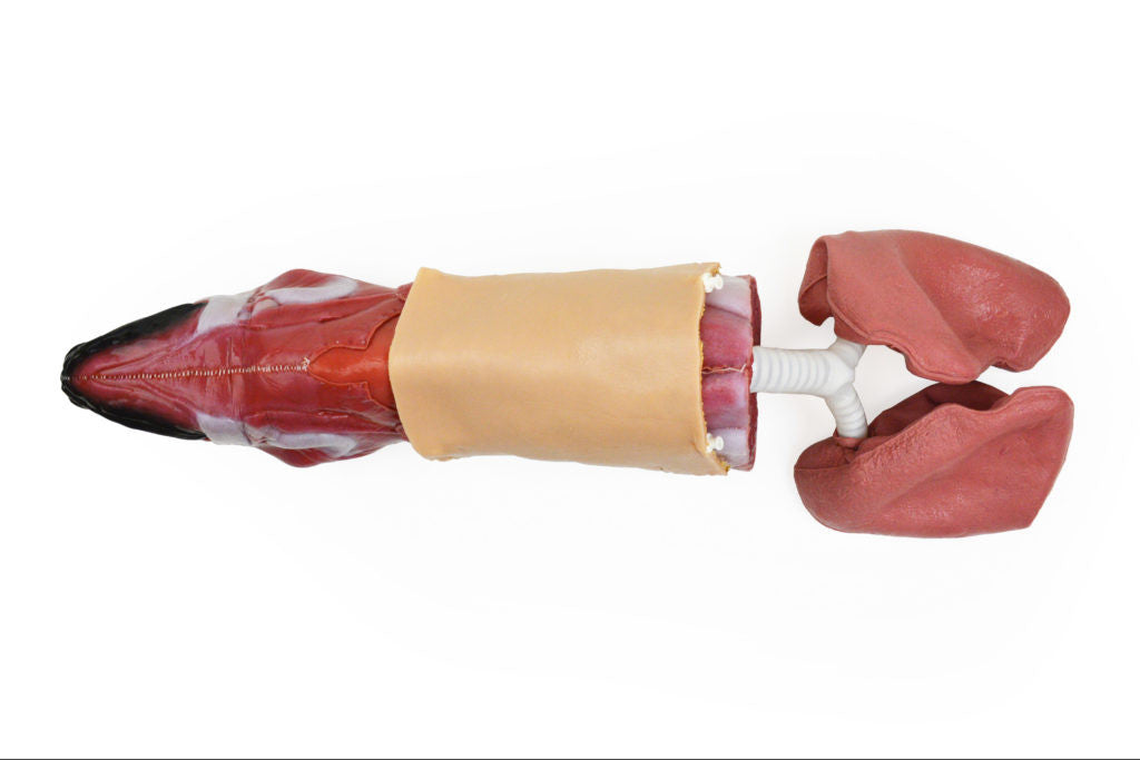Canine "SynTissue" Airway Trainer