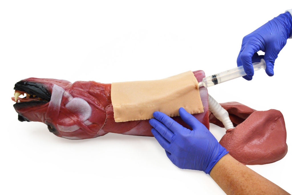 Canine "SynTissue" Airway Trainer