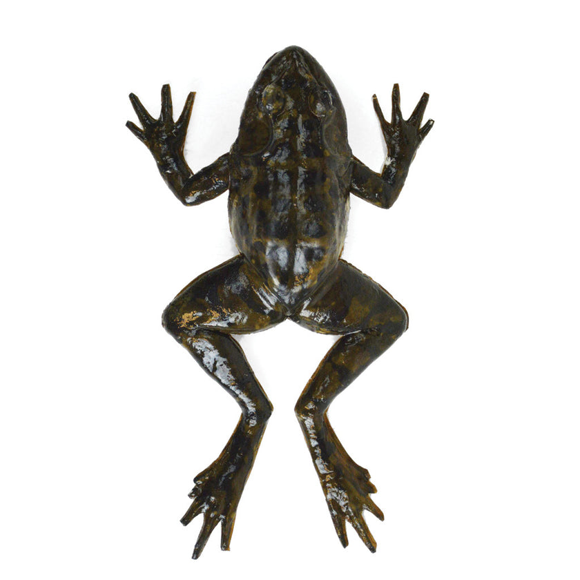SynFrog Frog Disection Model