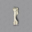 Switch SC-125-04 Bone Clones Equine Leg Bone Humerus 1 image