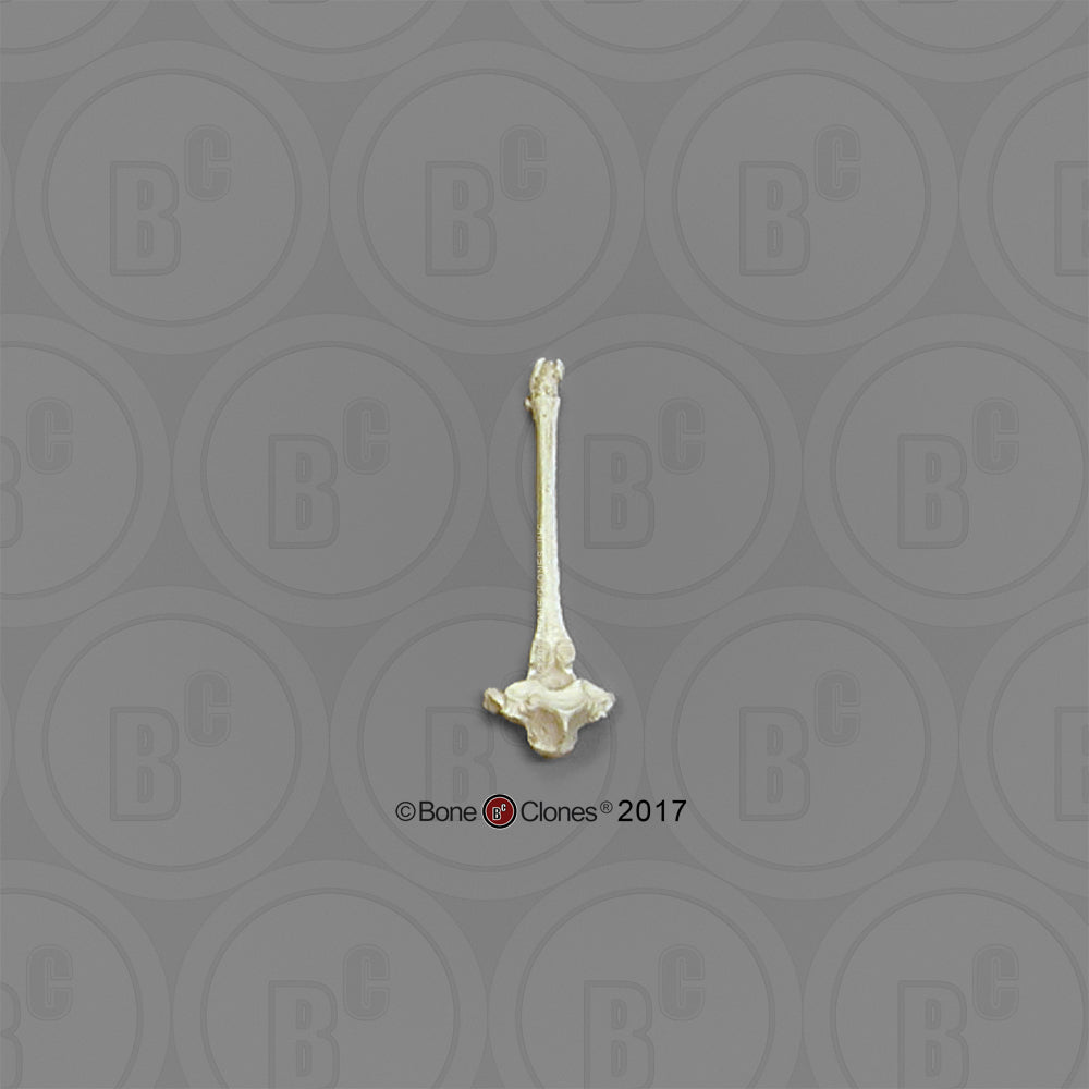 Bone Clones Equine Vertebra Models