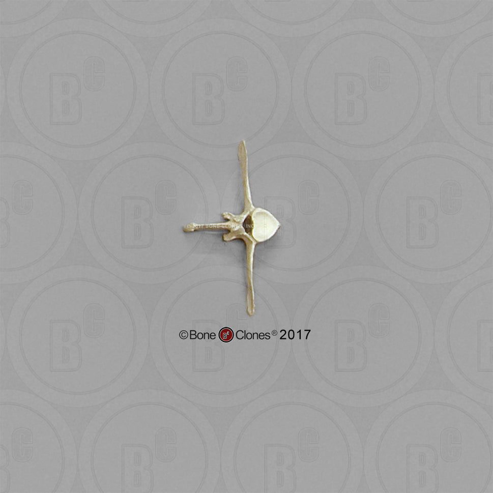 Bone Clones Equine Vertebra Models