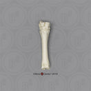 Switch SC-125-MC Bone Clones Equine Leg Bone Metacarpal  2 image