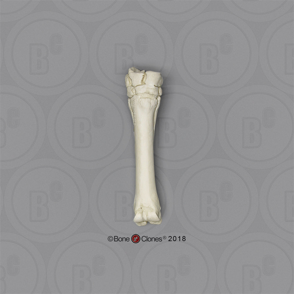 SC-125-MC Bone Clones Equine Leg Bone Metacarpal 