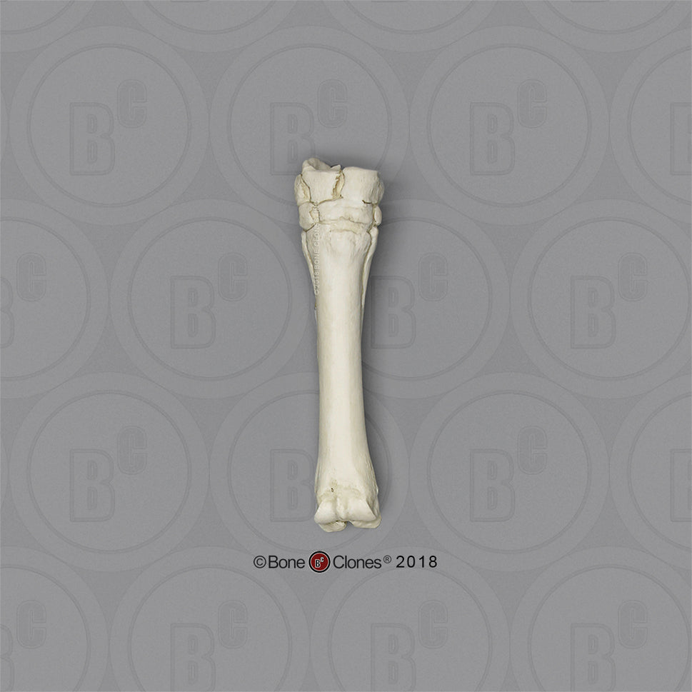 Bone Clones Individual Equine Leg Bones
