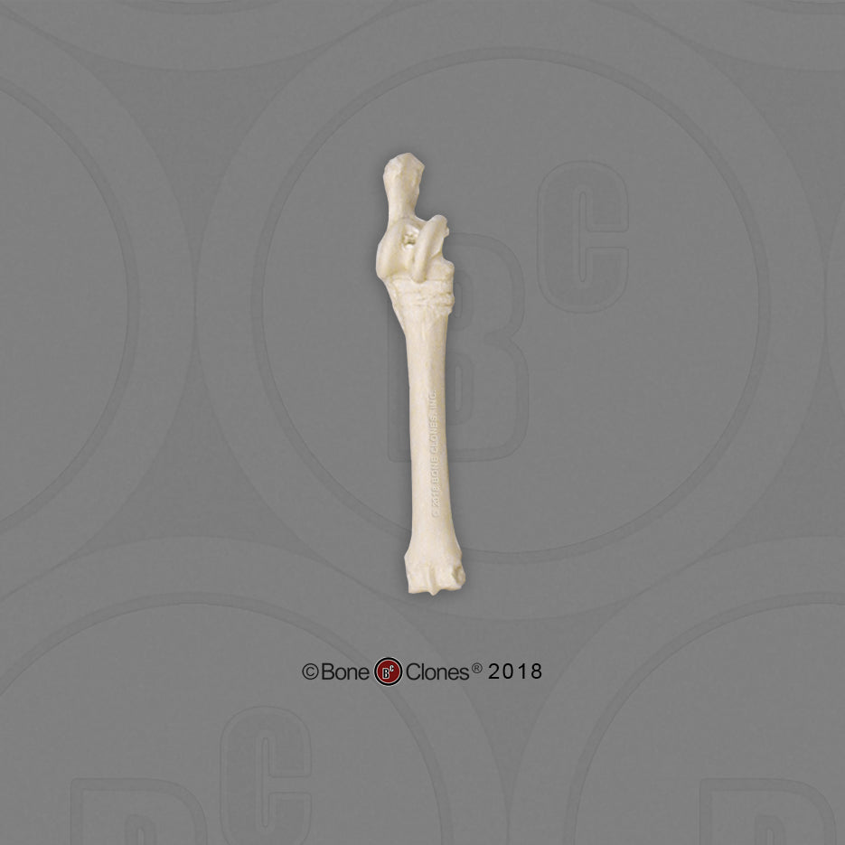 SC-125-MT Bone Clones Equine Leg Bone Metatarsal 
