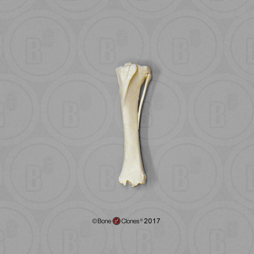 Bone Clones Individual Equine Leg Bones
