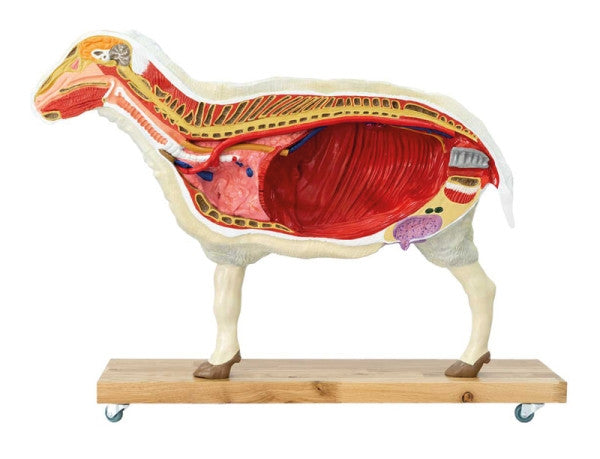Sheep Model (12 parts, 2/3 life size)