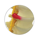 Switch Model demonstrates the close interaction between skeletal anatomy and nervous system innervation 2 image
