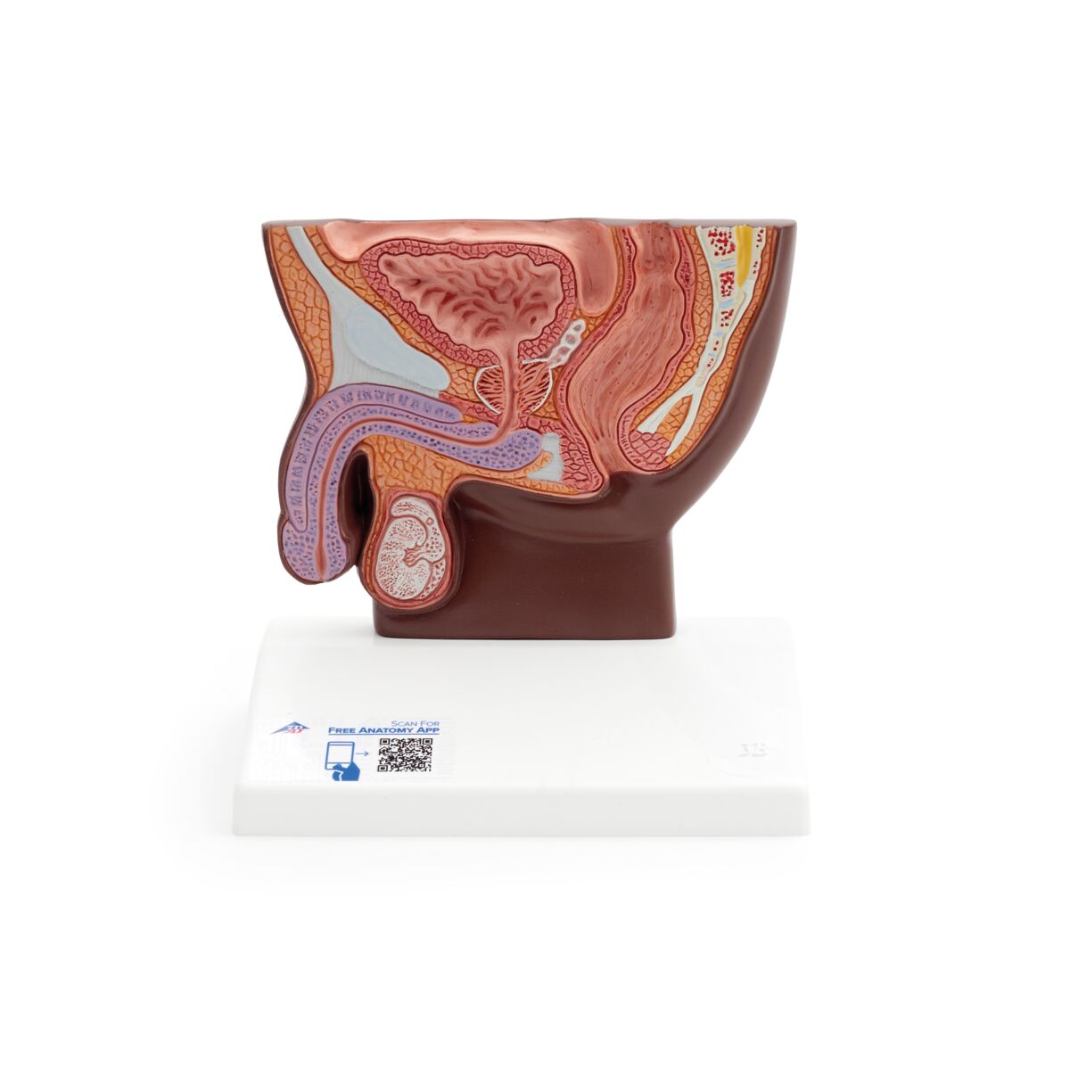Male Pelvis Section Model (1/2 life size)
