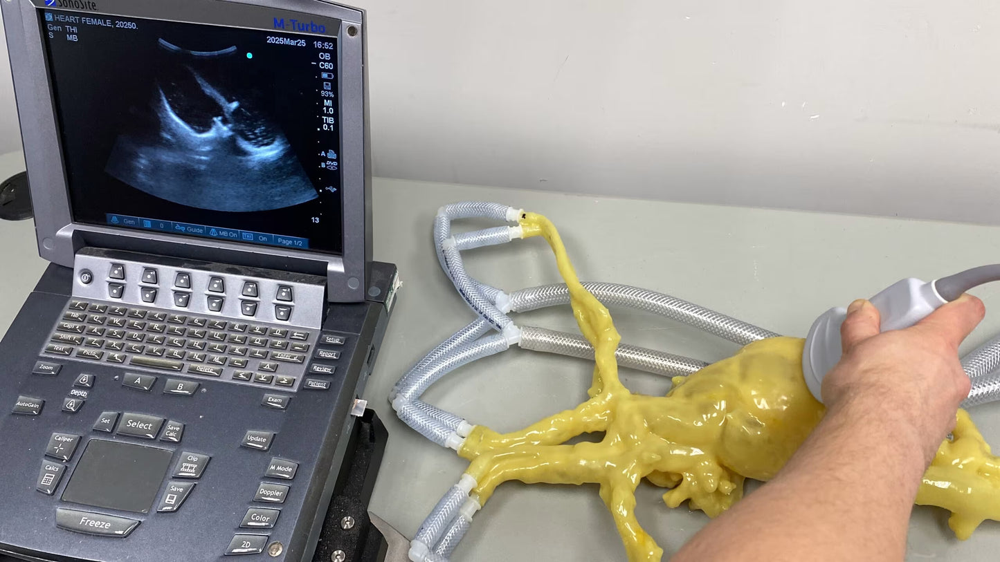 Adult Female Heart for X-Ray CT, US, MRI HT-A02 image 30